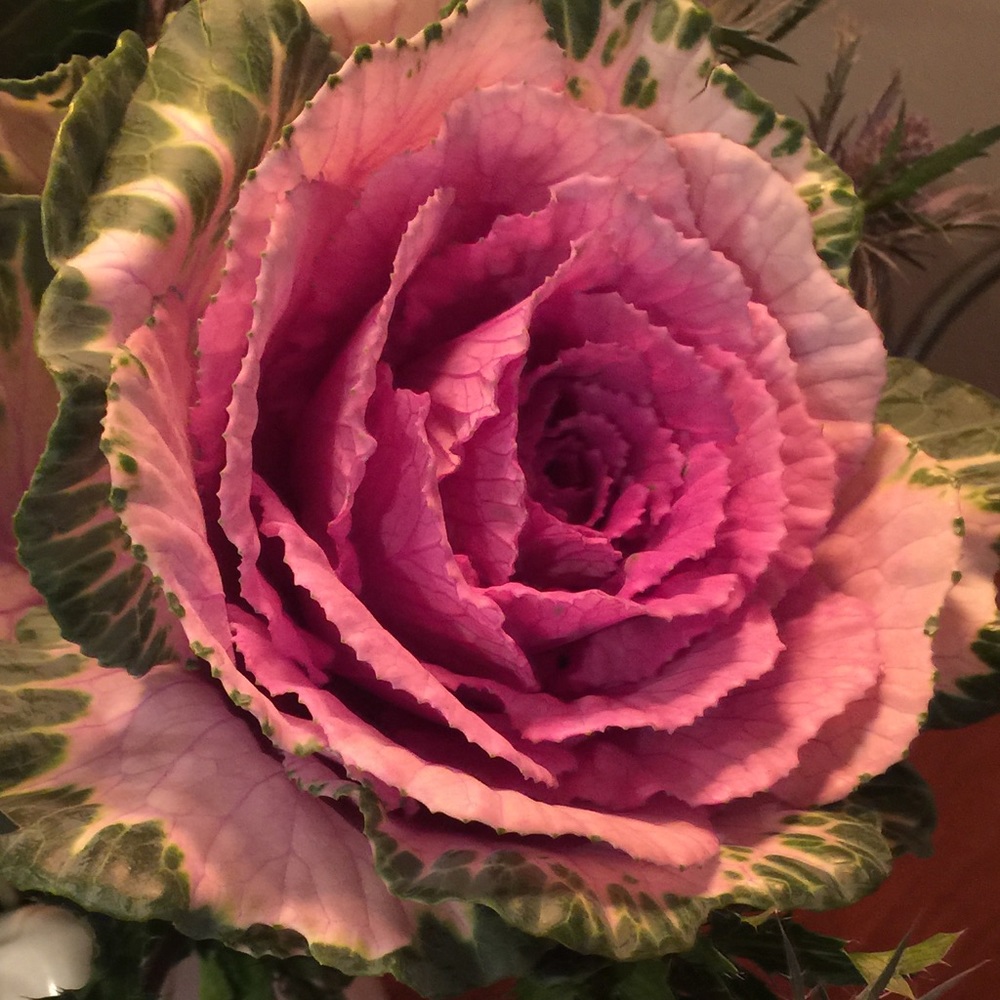 Meet your Posher, Shelby